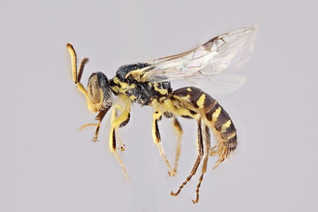 [Perdita maculigera male (lateral/side view) thumbnail]